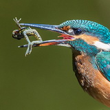 Kingfishers